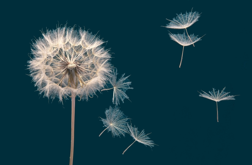 Dandelion seeds dispersing as a symbol of hair shedding